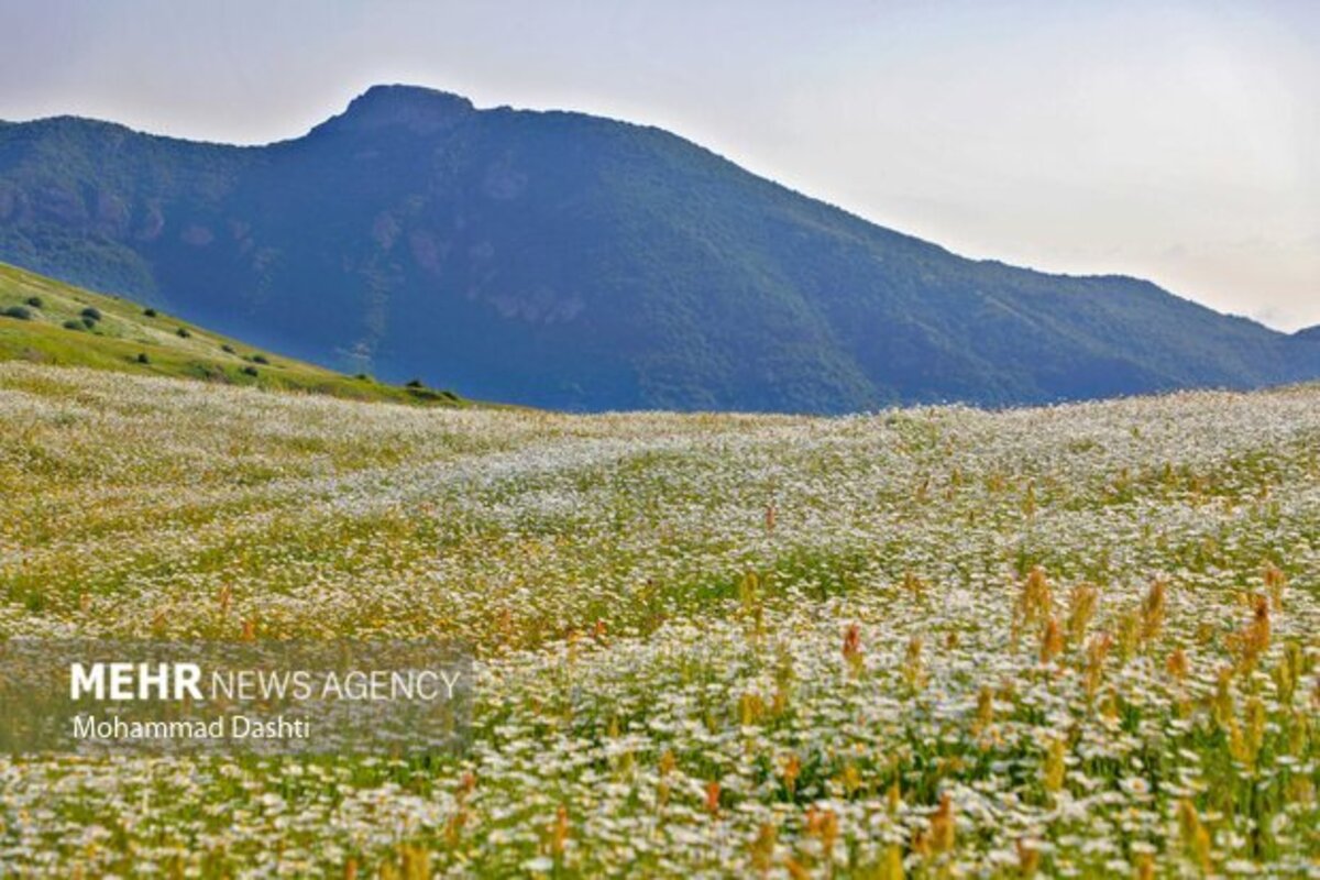 دشت گلهای بابونه جنگل فندقلو