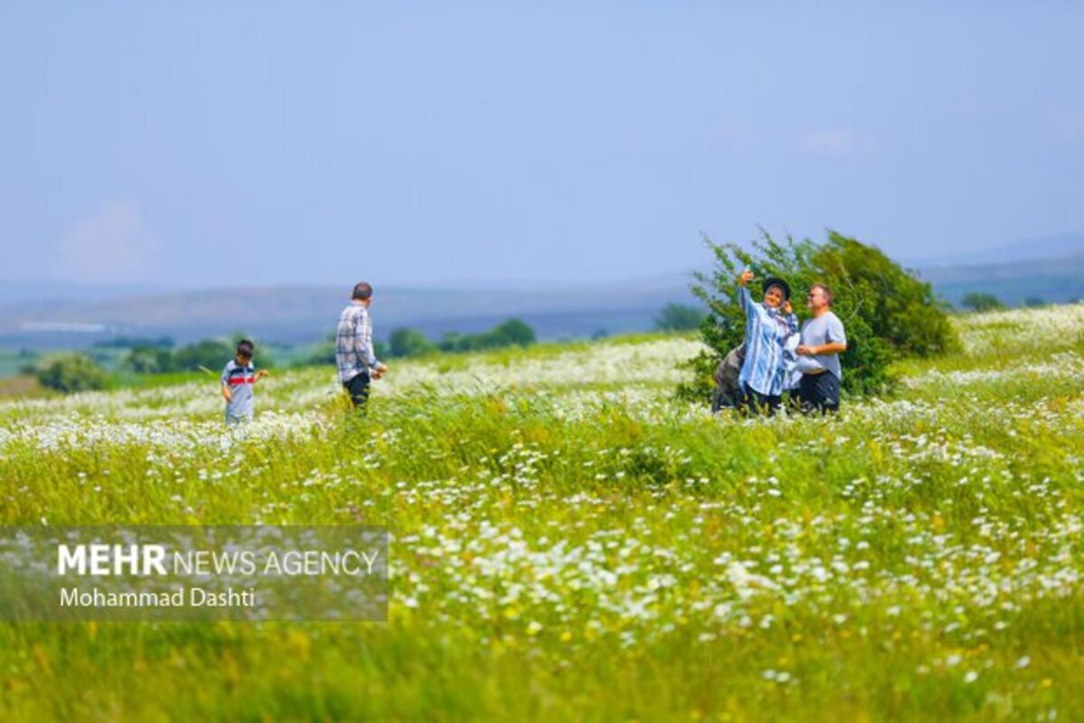 دشت گلهای بابونه جنگل فندقلو