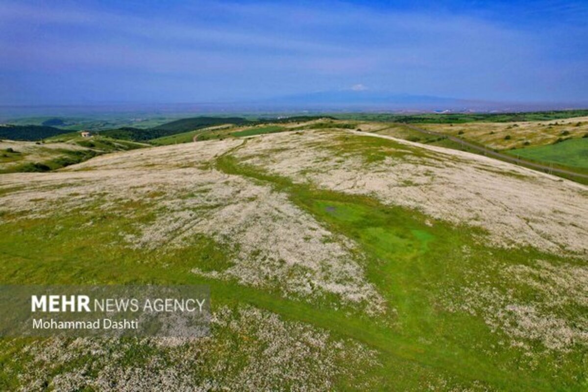 دشت گلهای بابونه جنگل فندقلو