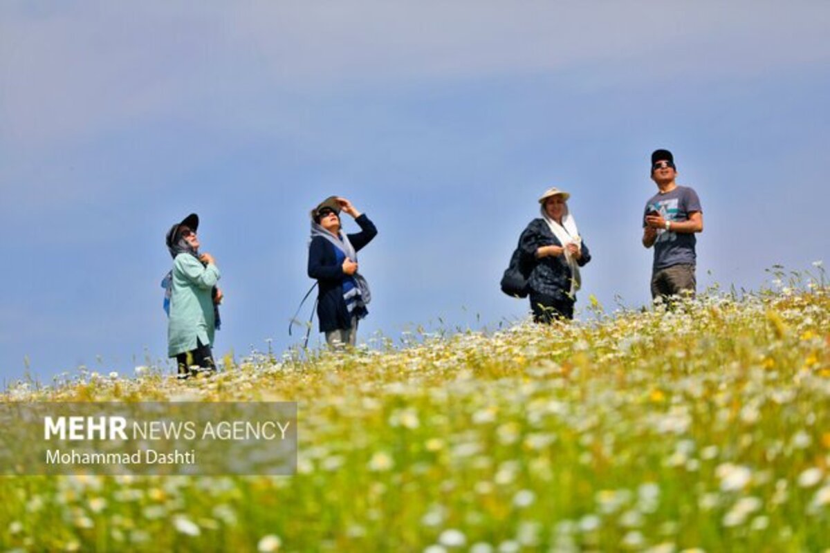 دشت گلهای بابونه جنگل فندقلو
