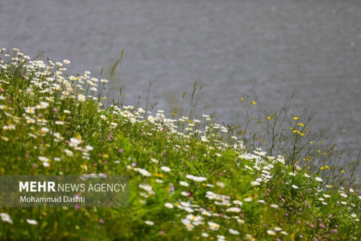 دشت گلهای بابونه جنگل فندقلو