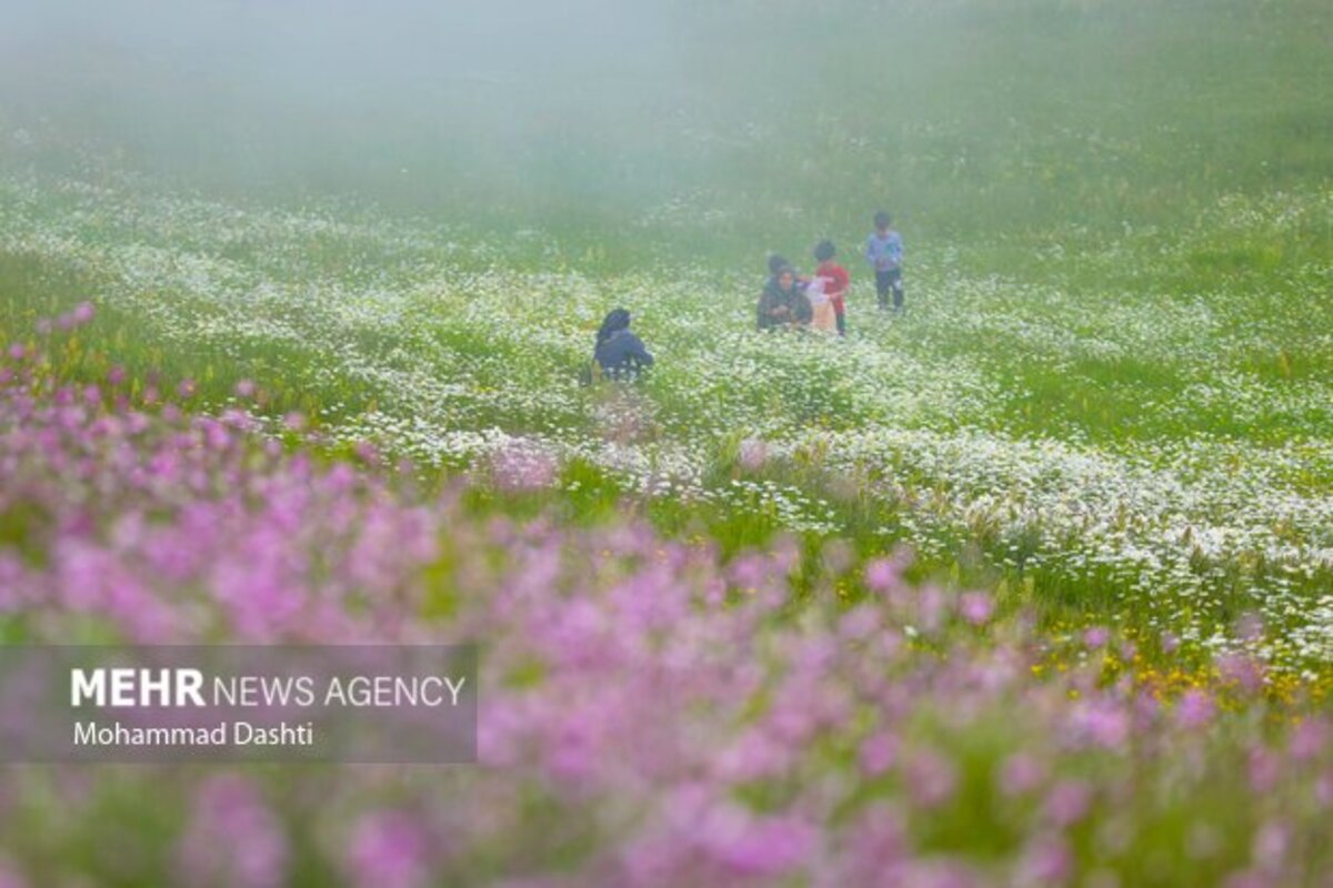 دشت گلهای بابونه جنگل فندقلو
