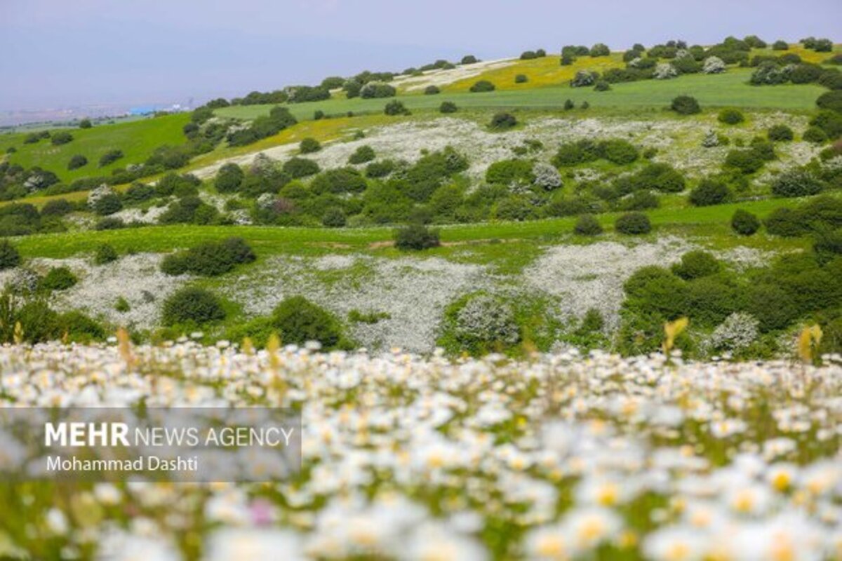 دشت گلهای بابونه جنگل فندقلو