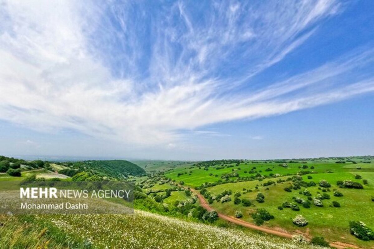 دشت گلهای بابونه جنگل فندقلو