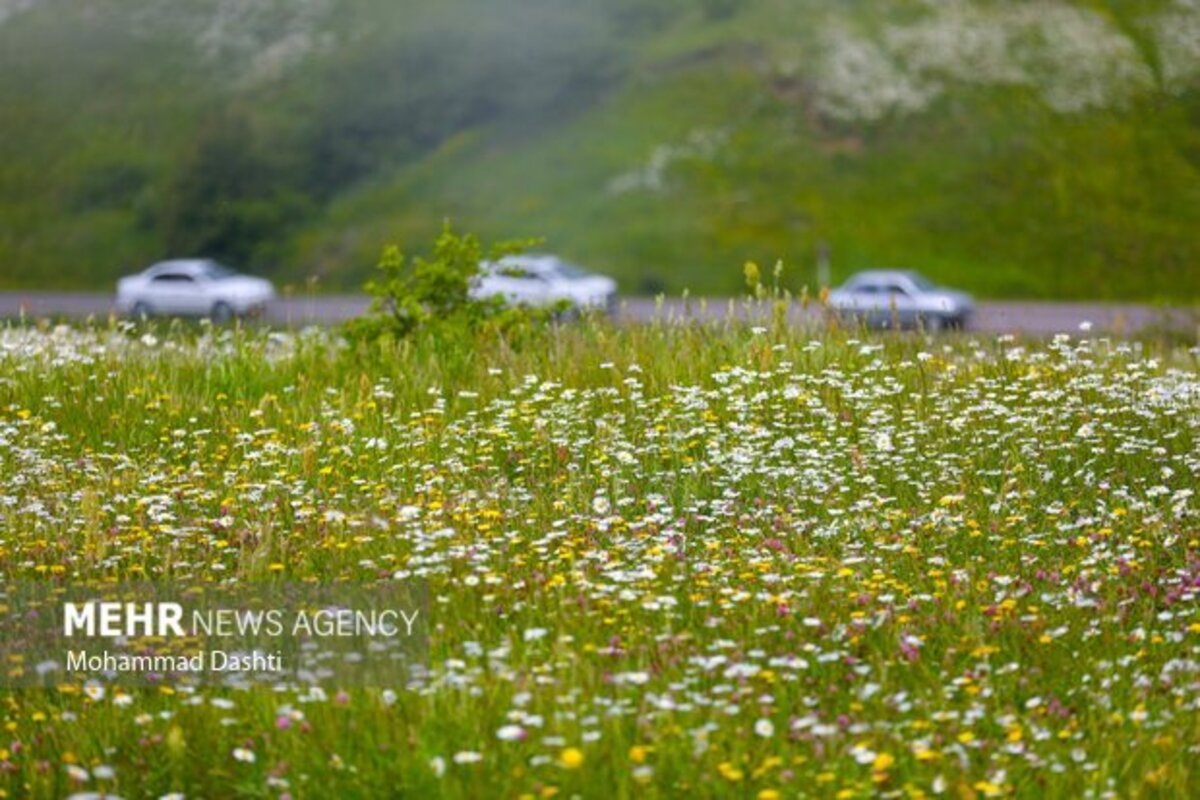 دشت گلهای بابونه جنگل فندقلو