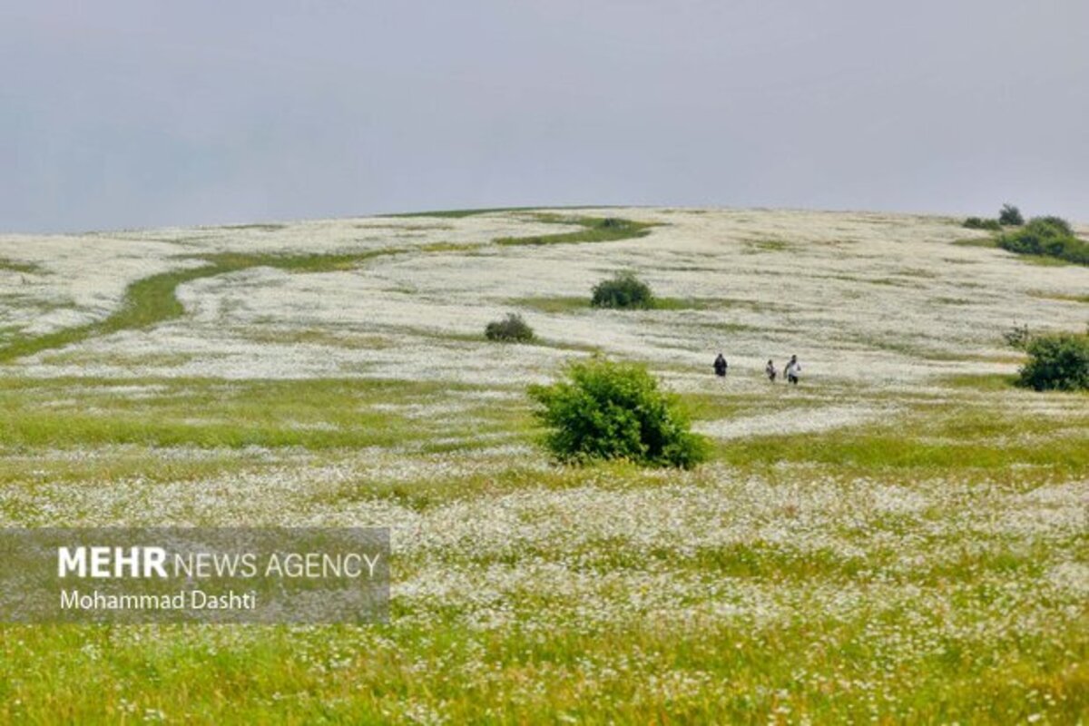 دشت گلهای بابونه جنگل فندقلو