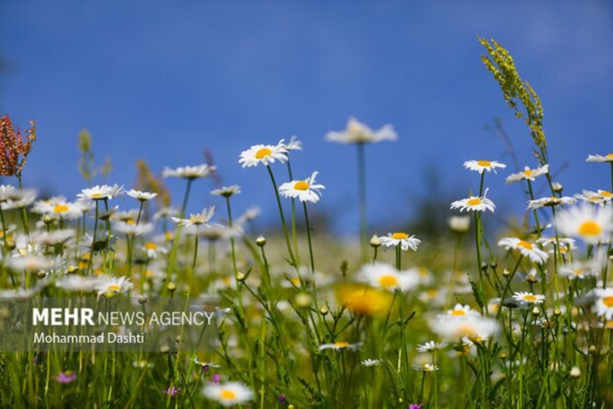 دشت گلهای بابونه جنگل فندقلو