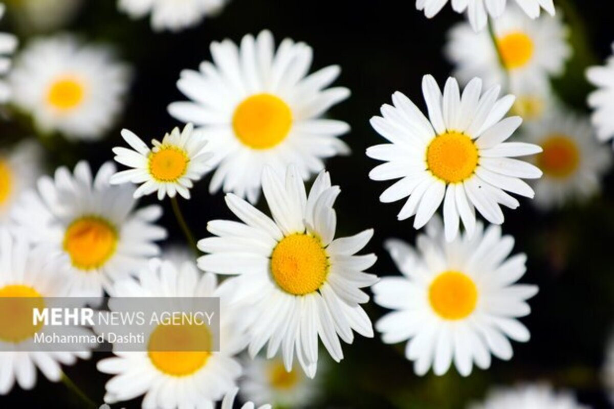 دشت گلهای بابونه جنگل فندقلو