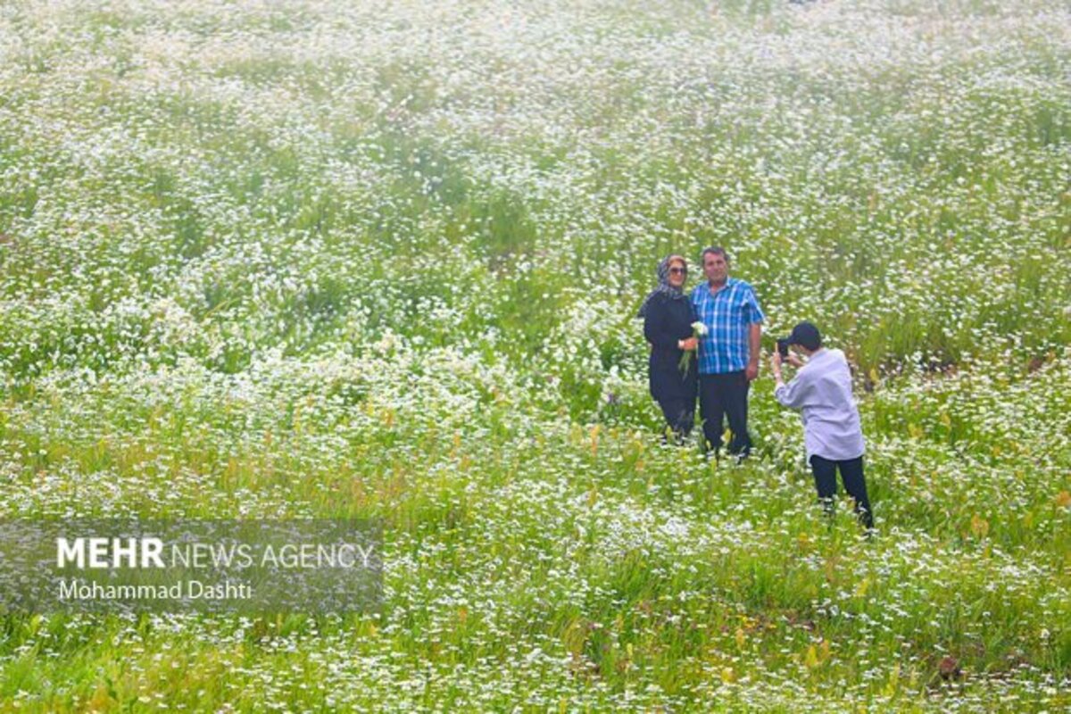 دشت گلهای بابونه جنگل فندقلو