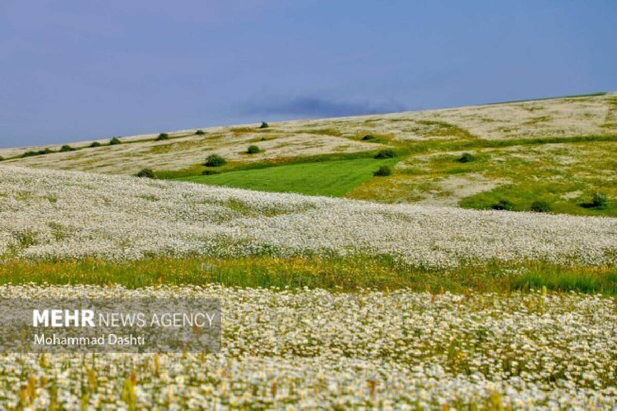 دشت گلهای بابونه جنگل فندقلو