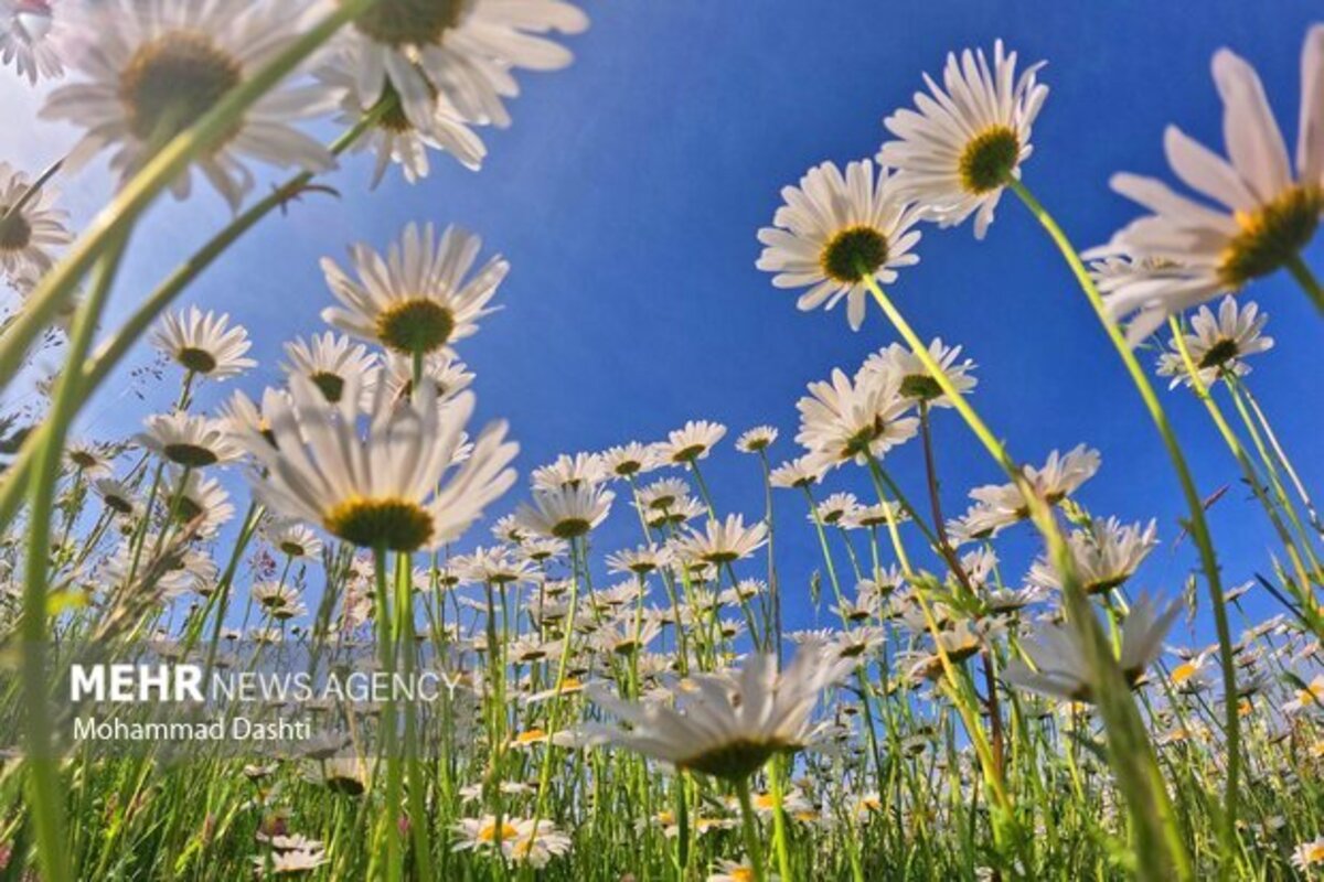 دشت گلهای بابونه جنگل فندقلو