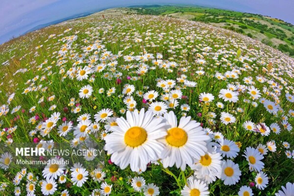 دشت گلهای بابونه جنگل فندقلو