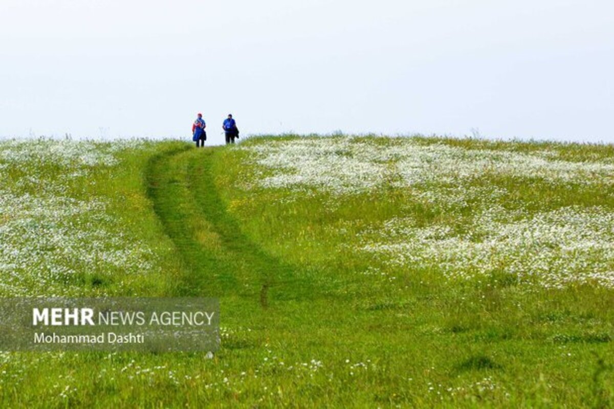 دشت گلهای بابونه جنگل فندقلو