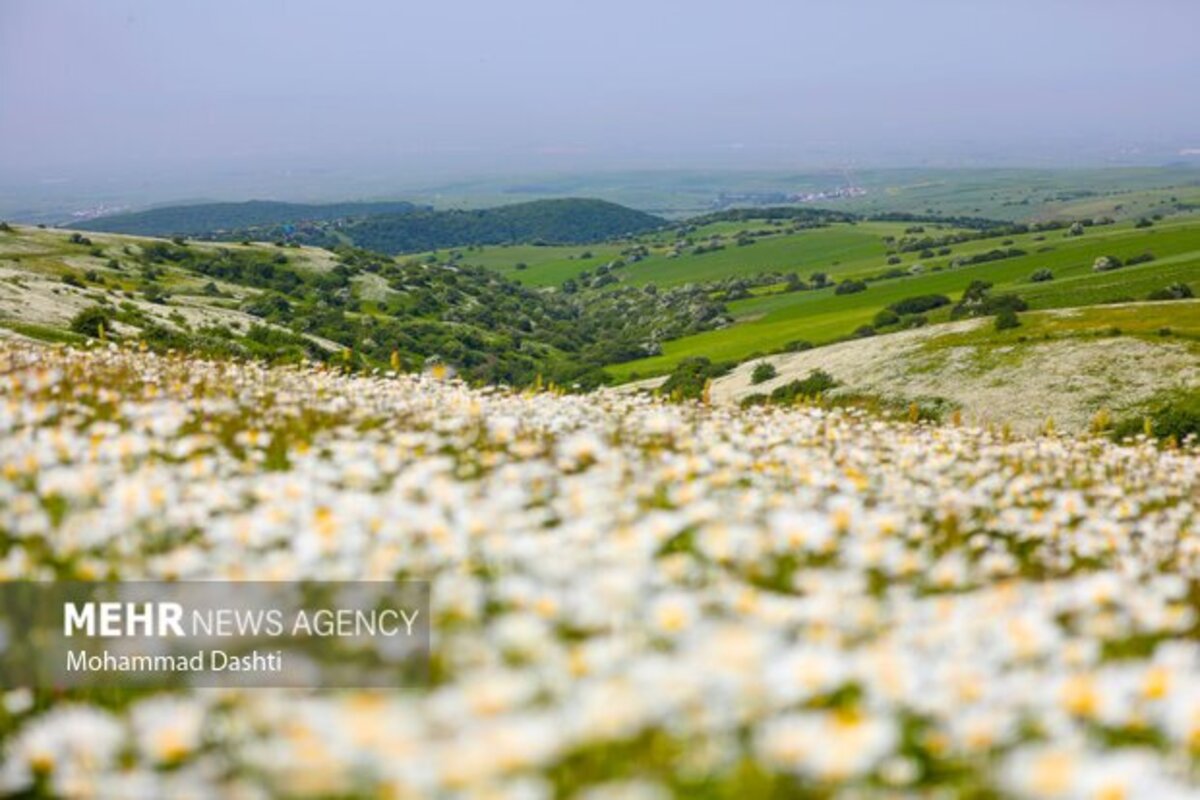دشت گلهای بابونه جنگل فندقلو