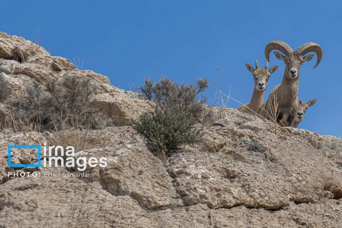 پارک ملی بمو در شیراز