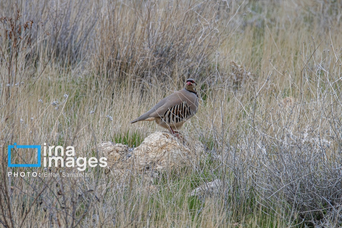 پارک ملی بمو در شیراز