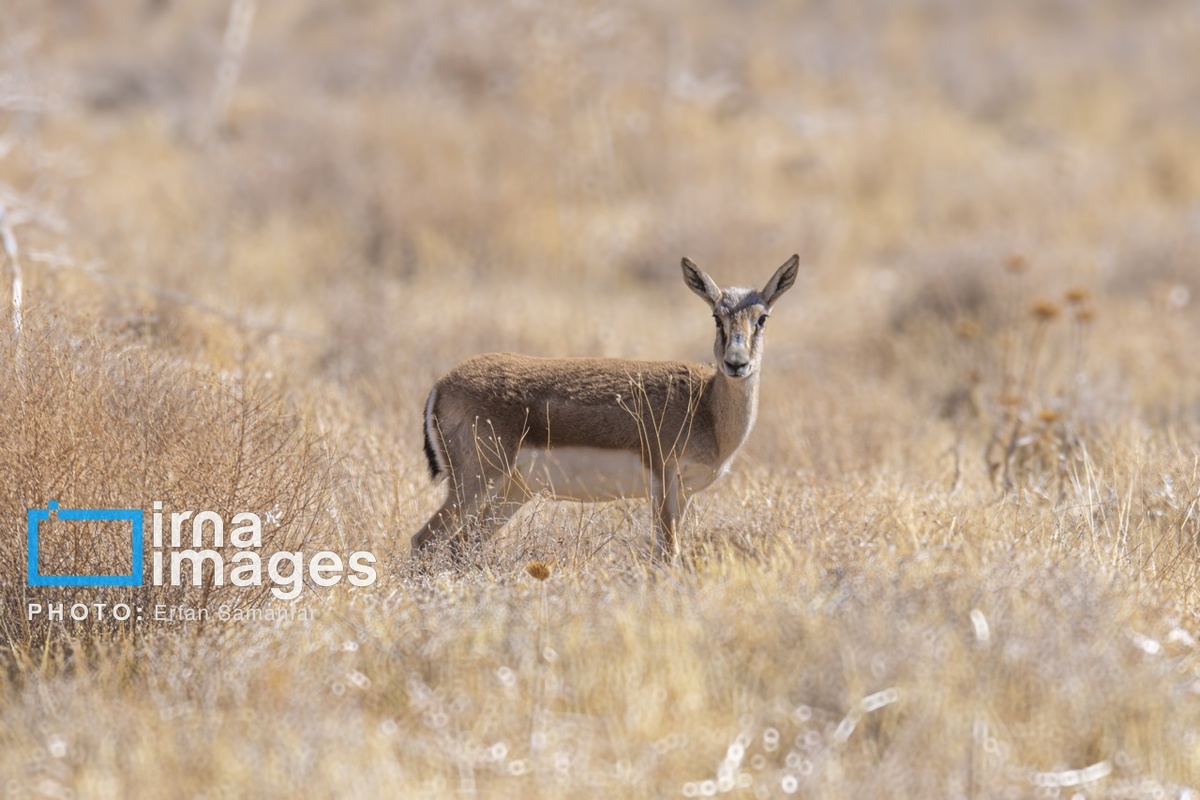 پارک ملی بمو در شیراز