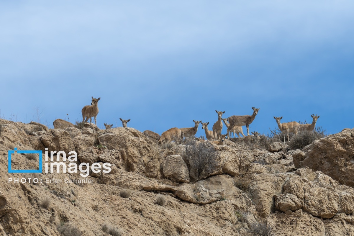 پارک ملی بمو در شیراز