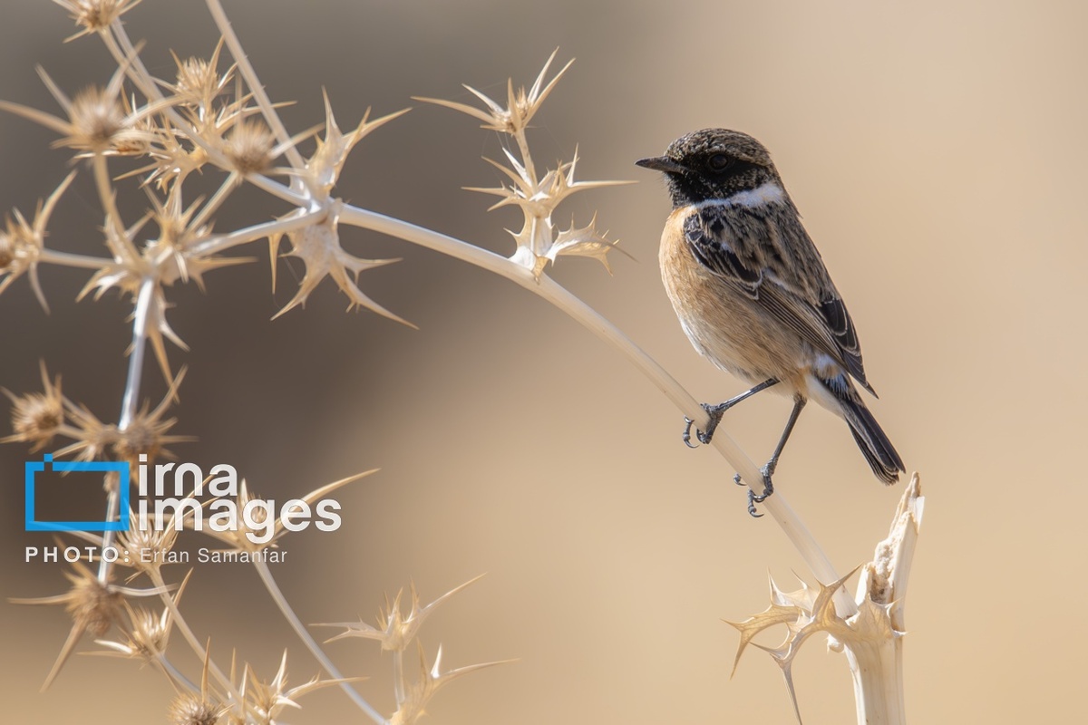 پارک ملی بمو در شیراز