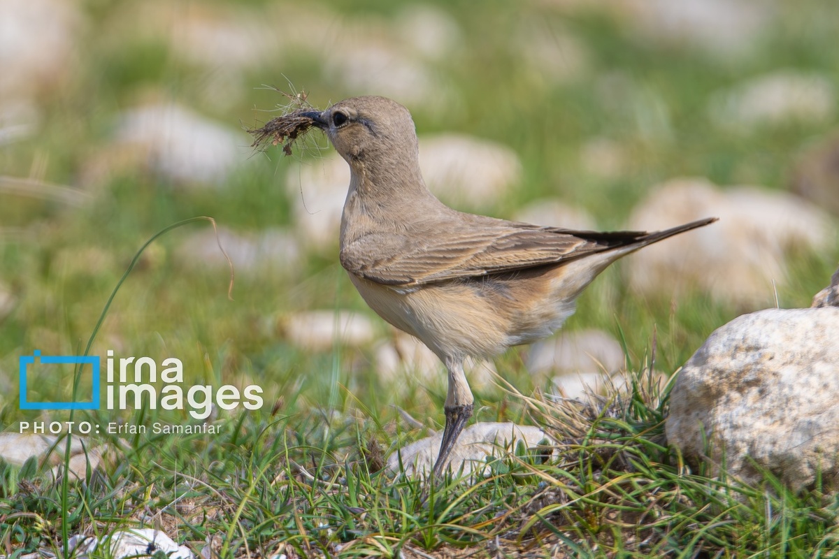 پارک ملی بمو در شیراز