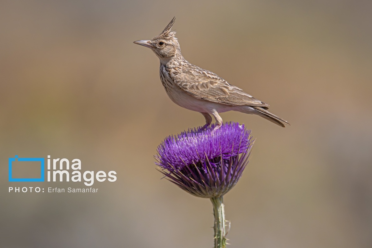 پارک ملی بمو در شیراز