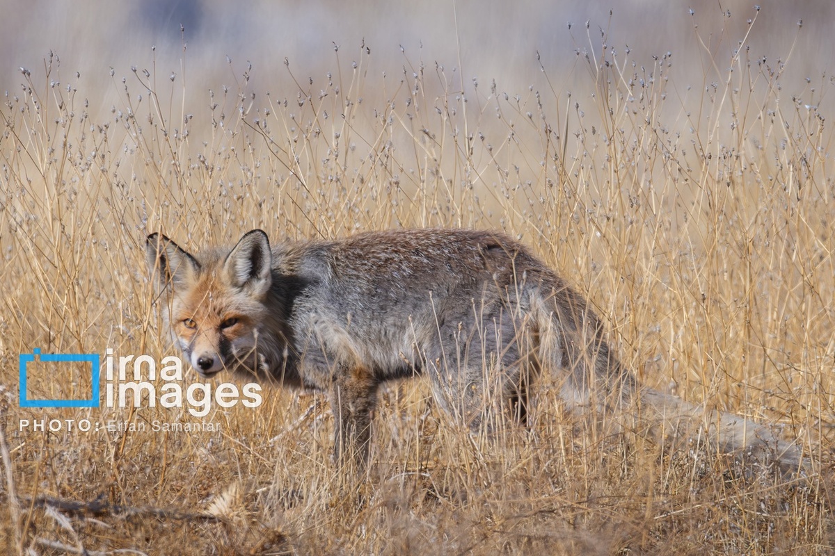 پارک ملی بمو در شیراز