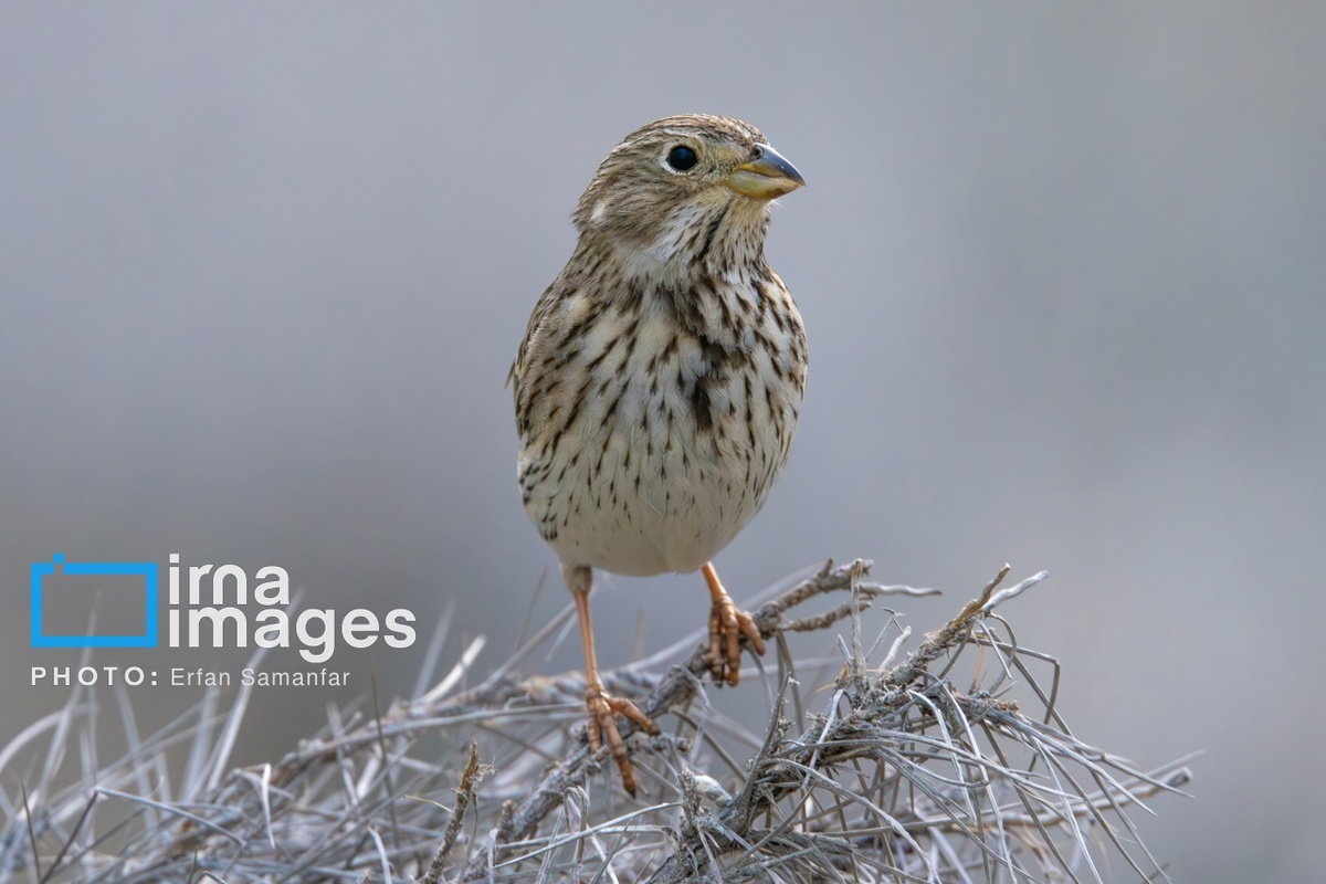 پارک ملی بمو در شیراز