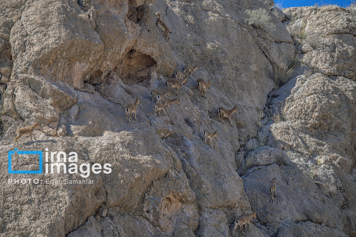 پارک ملی بمو در شیراز