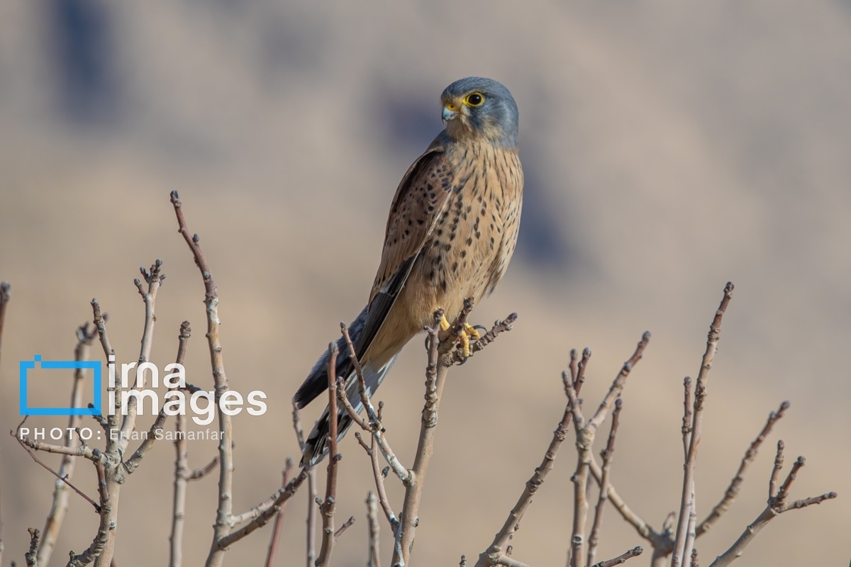 پارک ملی بمو در شیراز