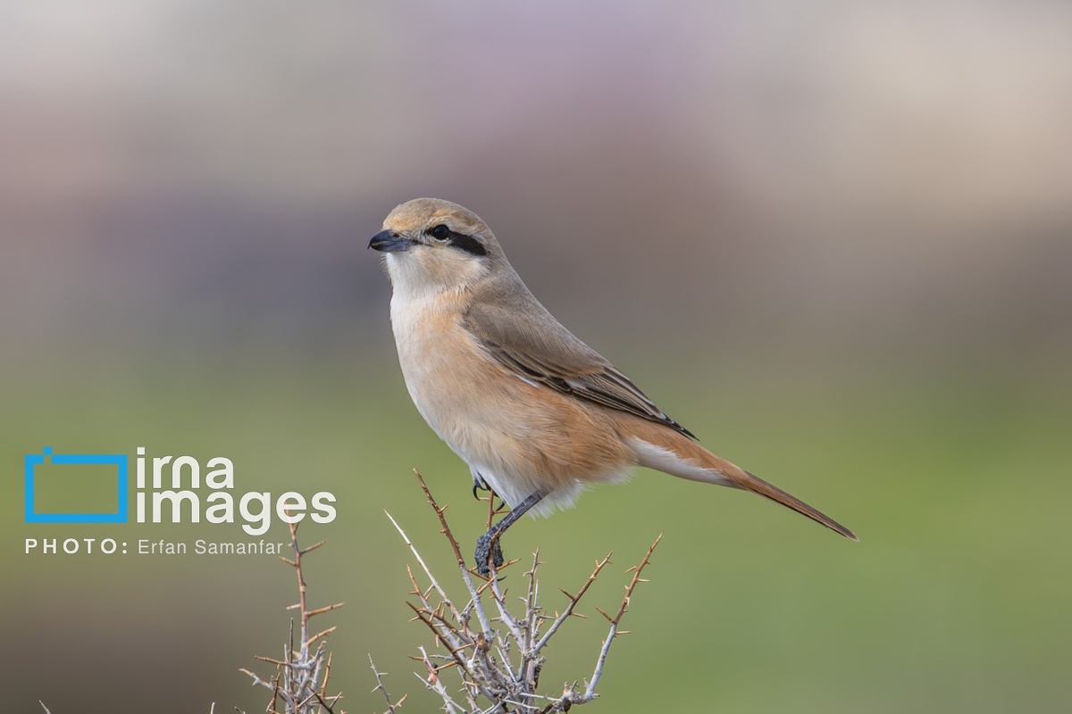 پارک ملی بمو در شیراز
