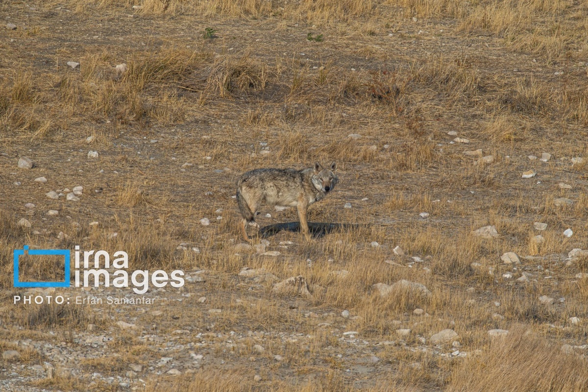 پارک ملی بمو در شیراز