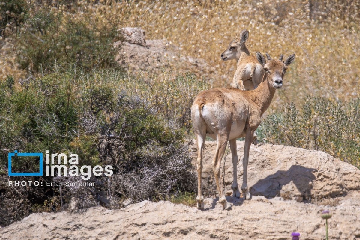 پارک ملی بمو در شیراز