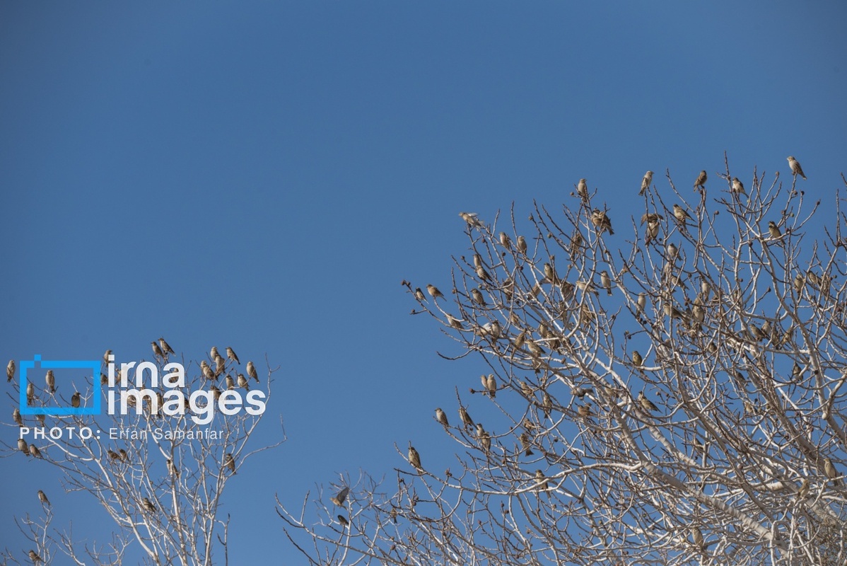 پارک ملی بمو در شیراز