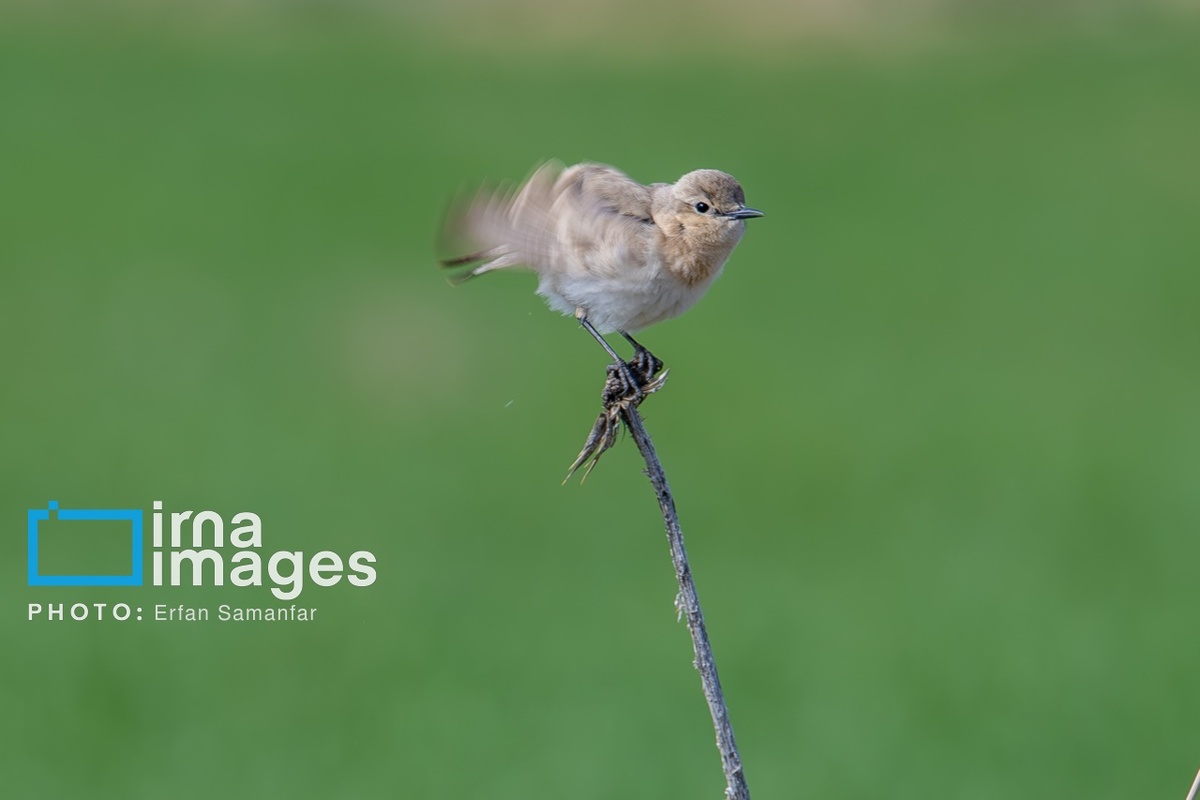 پارک ملی بمو در شیراز