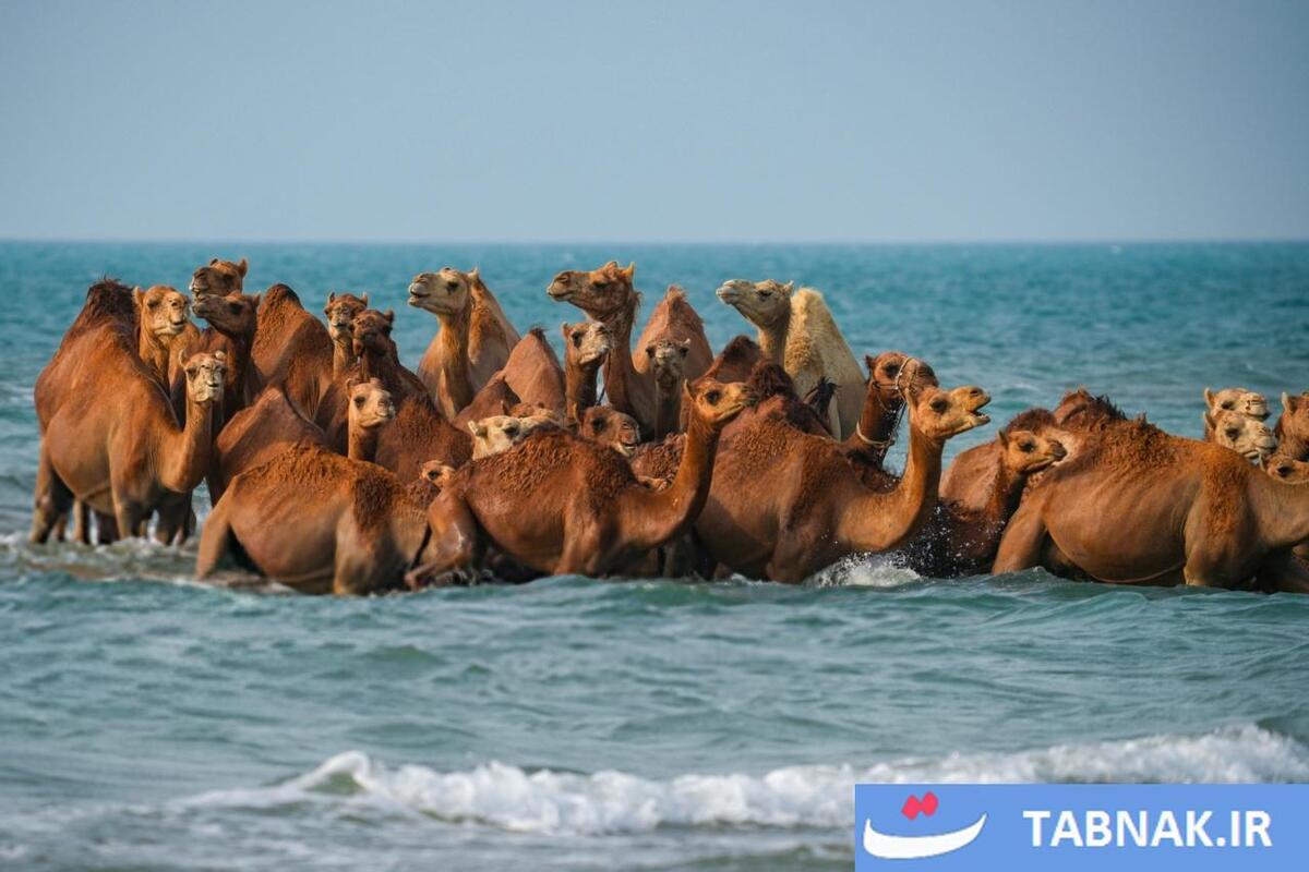 حمام شترها در خلیج فارس- جزیره قشم