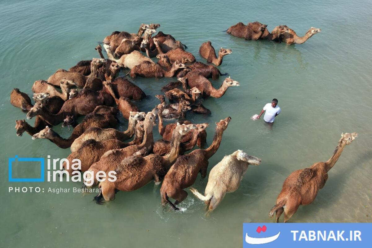 حمام شترها در خلیج فارس- جزیره قشم