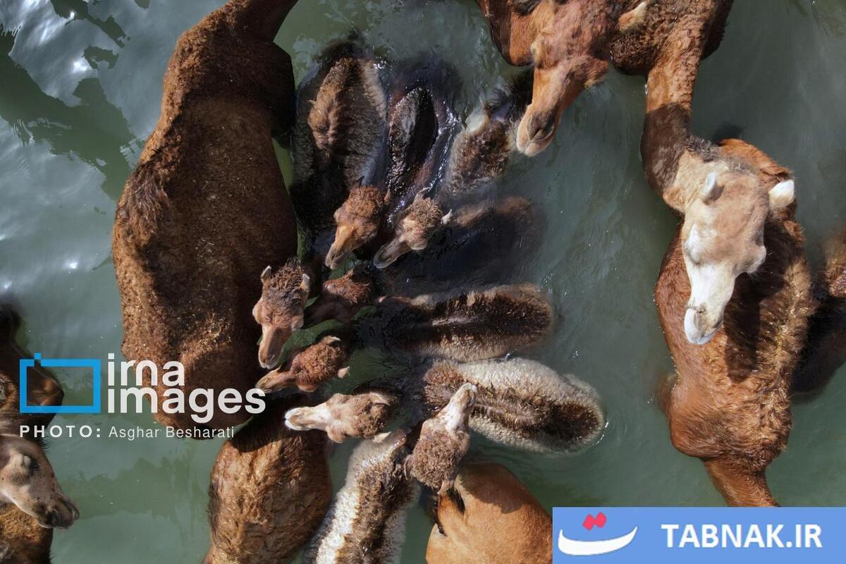 حمام شترها در خلیج فارس- جزیره قشم