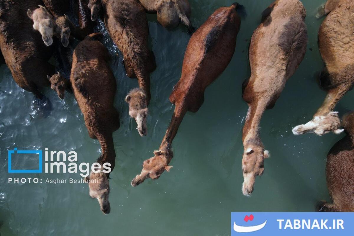 حمام شترها در خلیج فارس- جزیره قشم