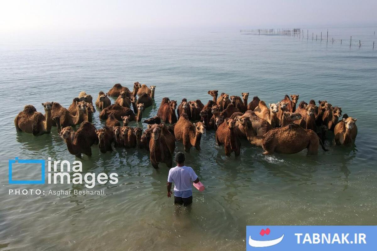 حمام شترها در خلیج فارس- جزیره قشم
