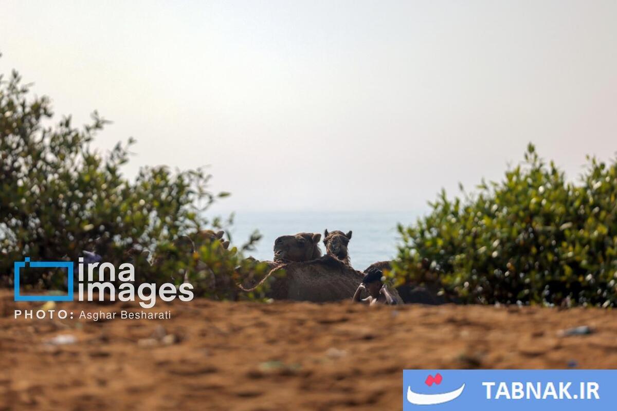 حمام شترها در خلیج فارس- جزیره قشم