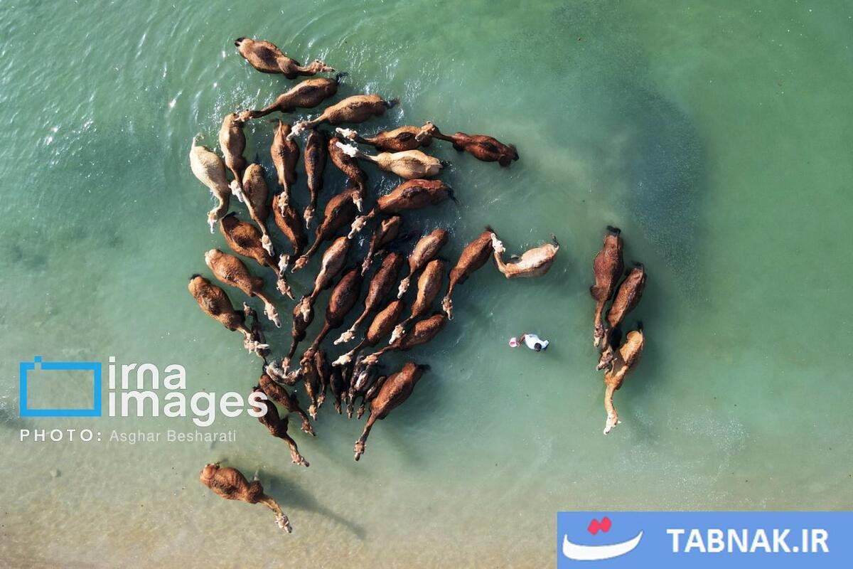 حمام شترها در خلیج فارس- جزیره قشم