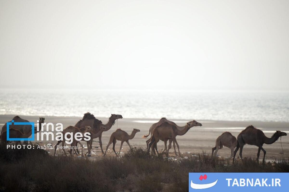 حمام شترها در خلیج فارس- جزیره قشم