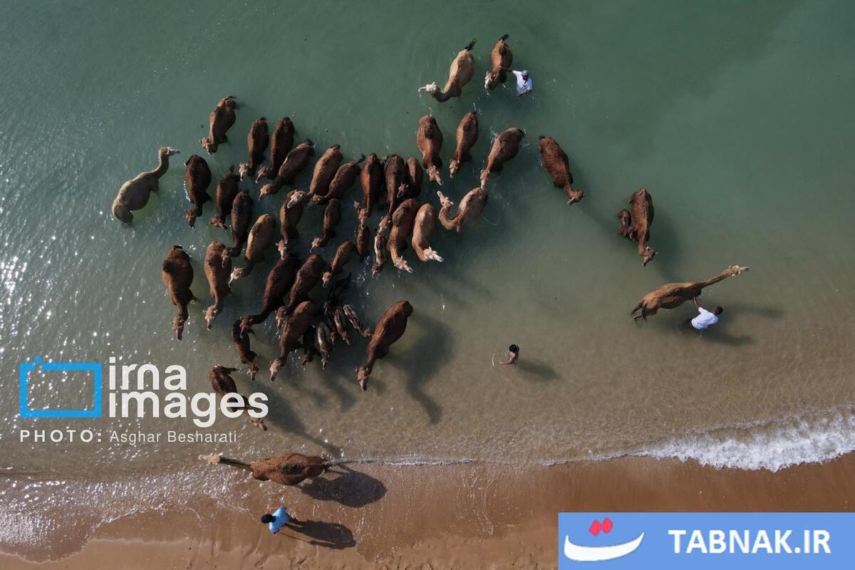 حمام شترها در خلیج فارس- جزیره قشم