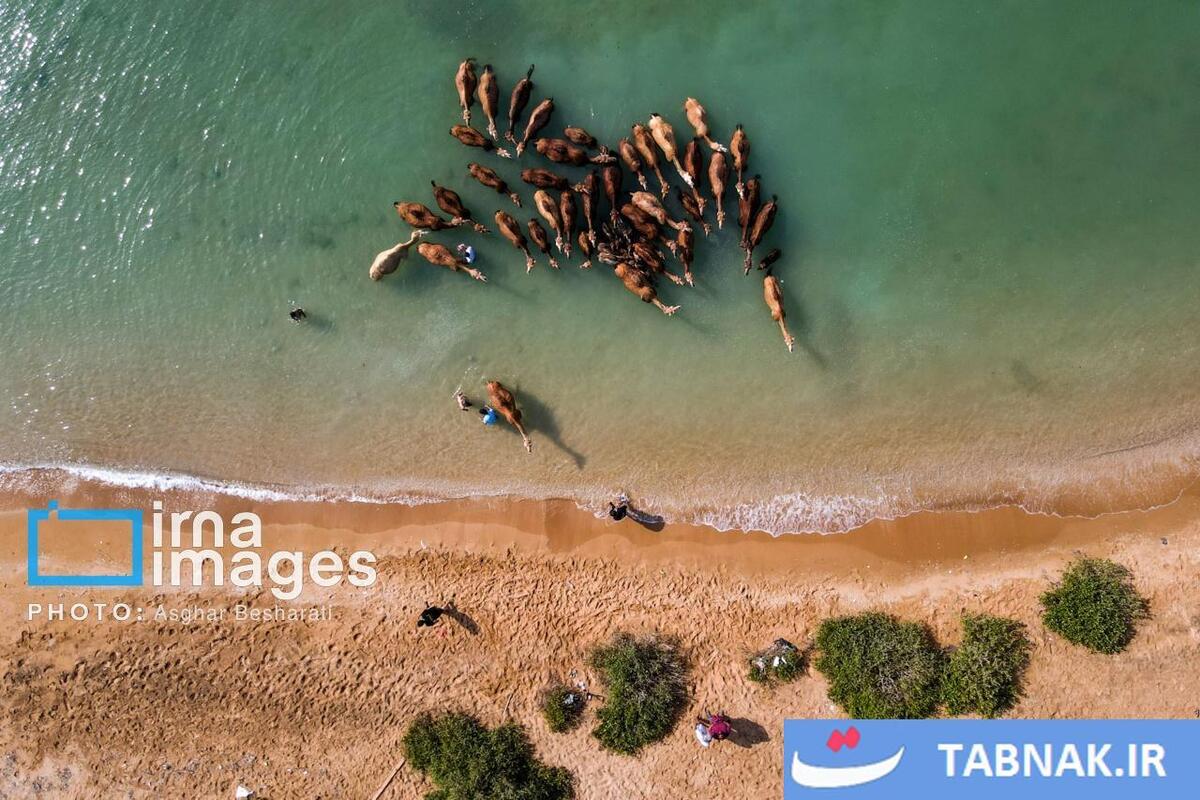 حمام شترها در خلیج فارس- جزیره قشم