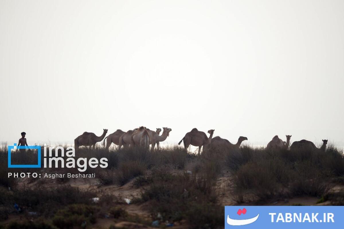 حمام شترها در خلیج فارس- جزیره قشم