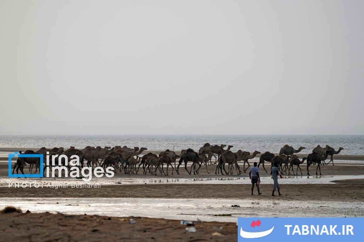 حمام شترها در خلیج فارس- جزیره قشم