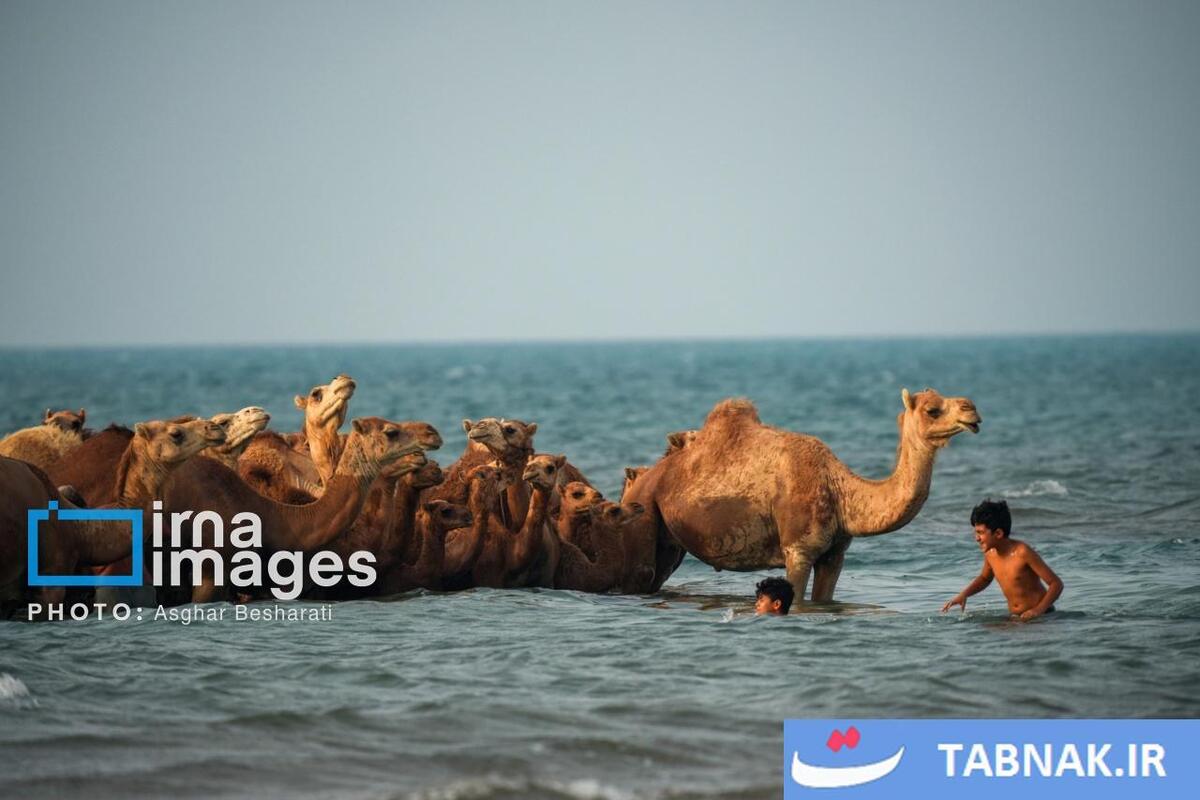 حمام شترها در خلیج فارس- جزیره قشم