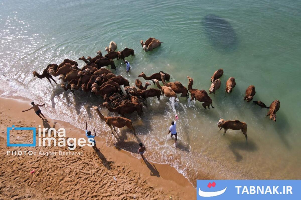 حمام شترها در خلیج فارس- جزیره قشم