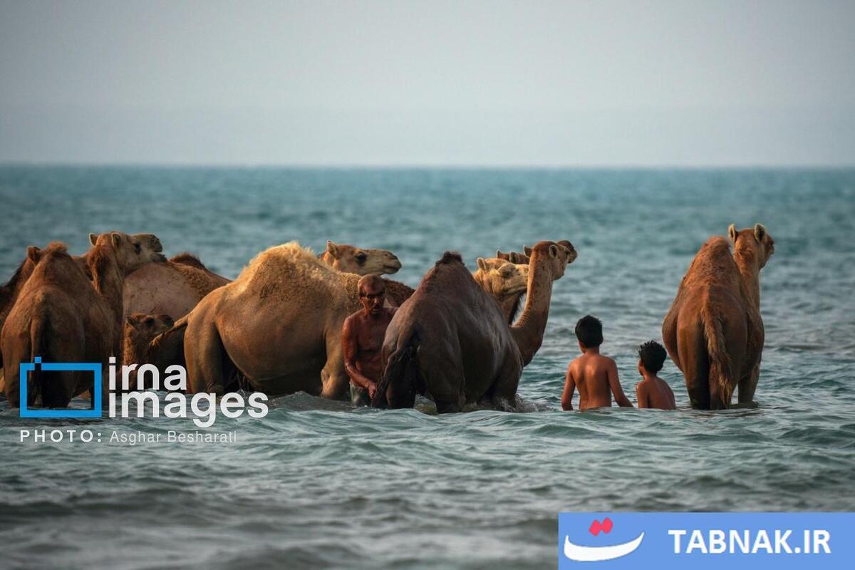حمام شترها در خلیج فارس- جزیره قشم