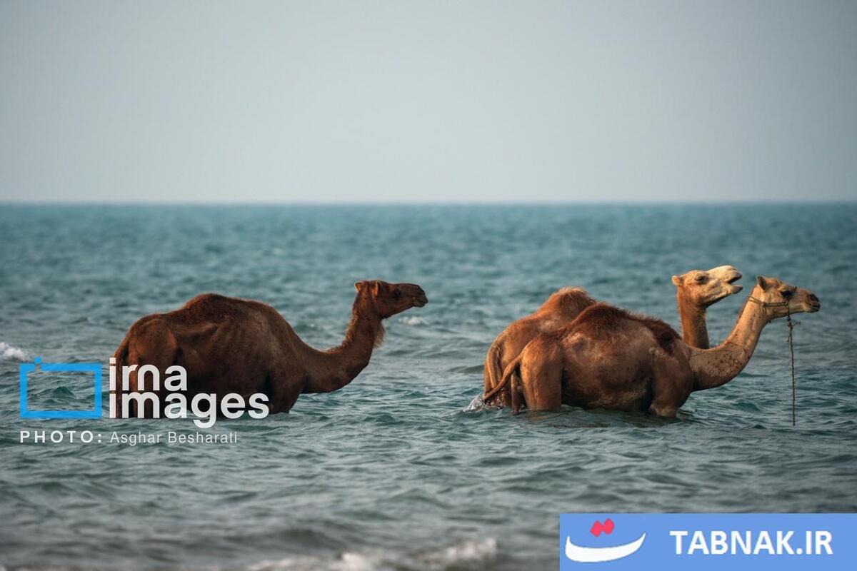 حمام شترها در خلیج فارس- جزیره قشم